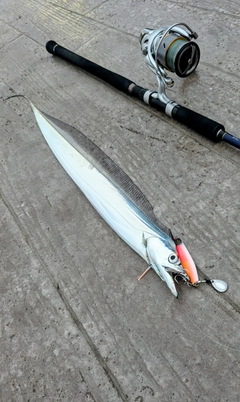 タチウオの釣果