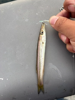 カマスの釣果