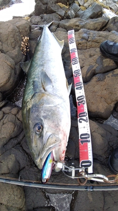 ヒラマサの釣果