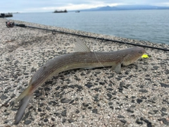 サゴシの釣果