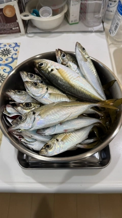 アジの釣果