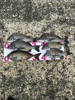 チヌの釣果