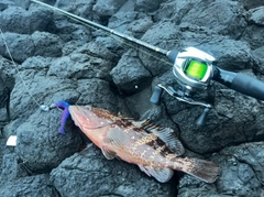 キジハタの釣果
