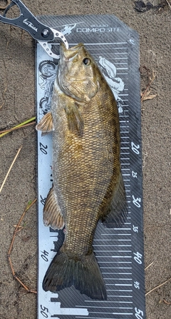 スモールマウスバスの釣果