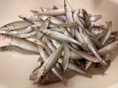 キスの釣果