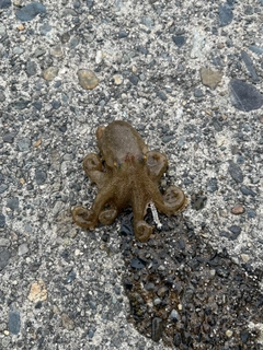 タコの釣果