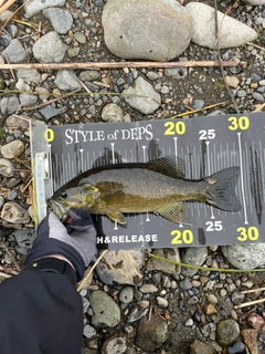 スモールマウスバスの釣果