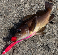ガヤの釣果