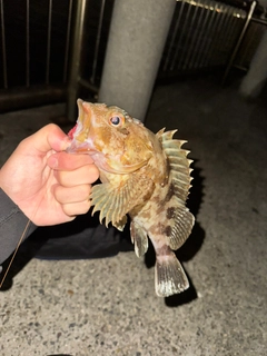 キジハタの釣果