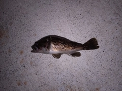 ソイの釣果