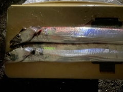 タチウオの釣果