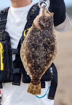 ヒラメの釣果