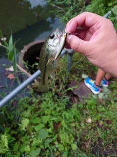 ラージマウスバスの釣果