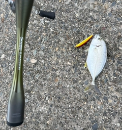 メッキの釣果