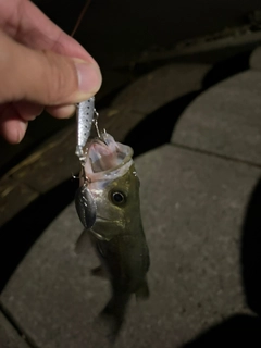 セイゴ（タイリクスズキ）の釣果