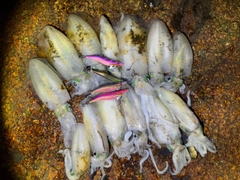 アオリイカの釣果