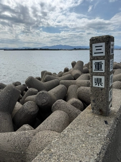 キスの釣果