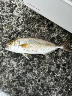 ネリゴの釣果