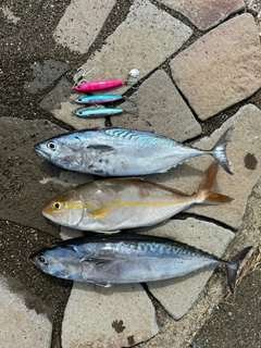 スマガツオの釣果