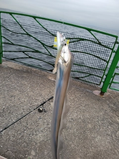 タチウオの釣果
