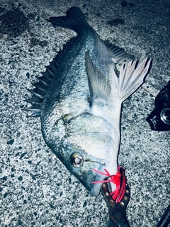 チヌの釣果
