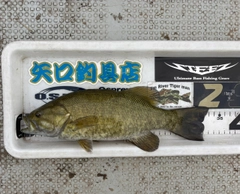 スモールマウスバスの釣果