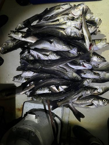 島根県の釣果・釣り場情報【2026年最新】 - アングラーズ | 釣果600万