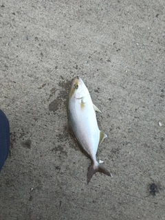 ショゴの釣果