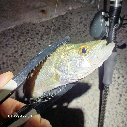 タイリクスズキの釣果・釣り情報まとめ【2026年最新】 - アングラーズ