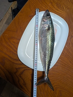 サバの釣果