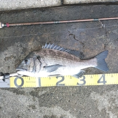 クロダイの釣果