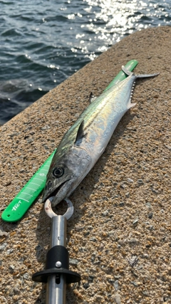 サゴシの釣果
