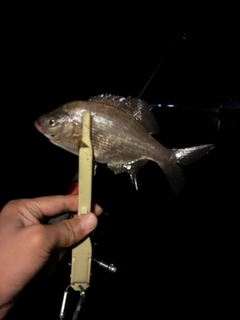 クロソイの釣果