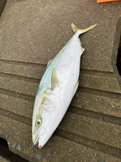 メジロの釣果
