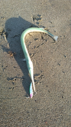 ダツの釣果