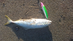 ワカシの釣果