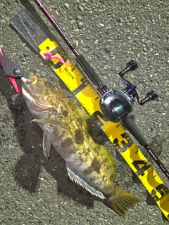 アイナメの釣果