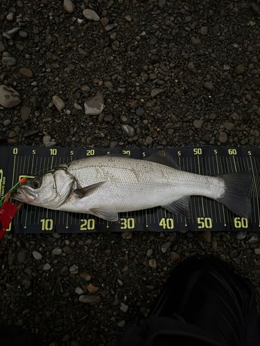 宮崎県の釣果・釣り場情報【2026年最新】 - アングラーズ | 釣果600万