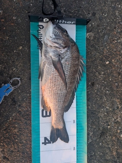 クロダイの釣果