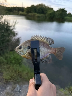 ブルーギルの釣果