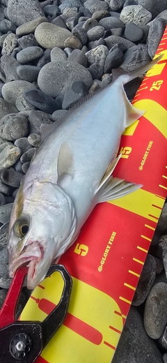 ショゴの釣果