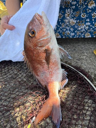 釣果一覧】海外で釣れたマグロ - アングラーズ | 釣果600万件の魚釣り