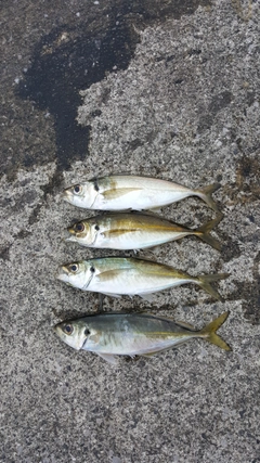アジの釣果