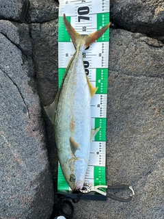 ヒラマサの釣果