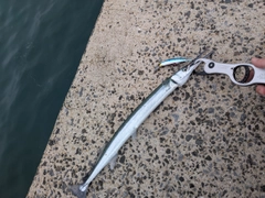 サゴシの釣果