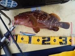 キジハタの釣果