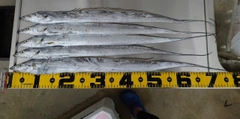 タチウオの釣果