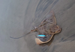アカエイの釣果