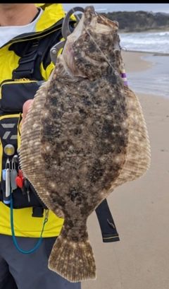 ヒラメの釣果