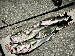 シーバスの釣果
